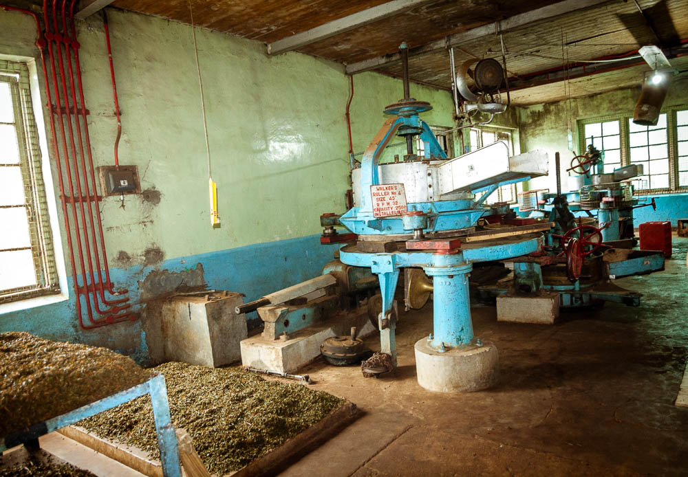 La hoja de té, del jardín a la taza. - Tienda Online Gourmet - DELEITE